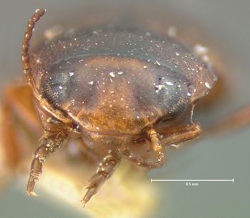Media type: image;   Entomology 6027 Aspect: head frontal view